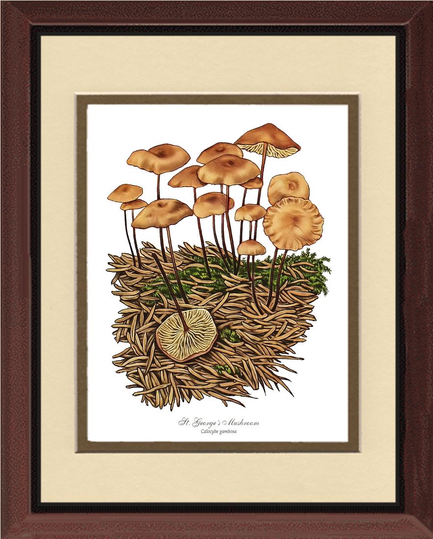 St Georges Mushroom | Vintage Mushroom Art Print