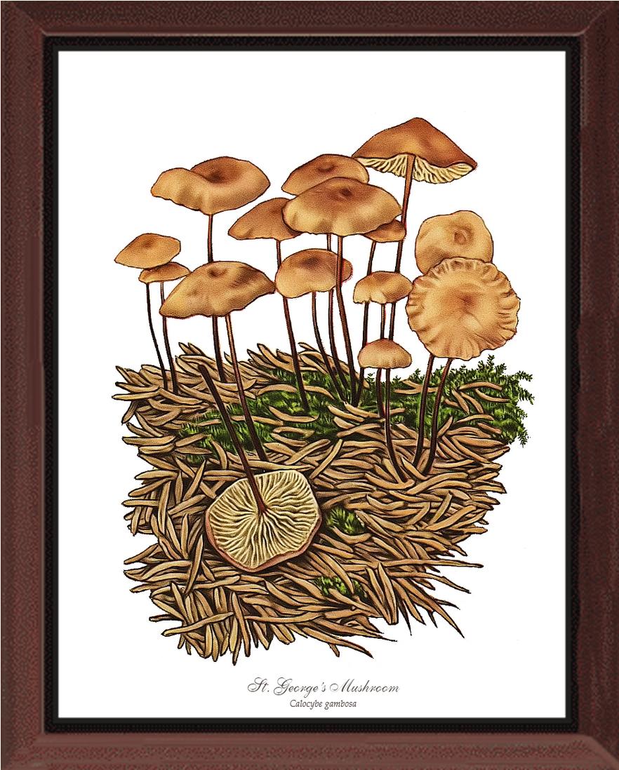 St Georges Mushroom | Vintage Mushroom Art Print
