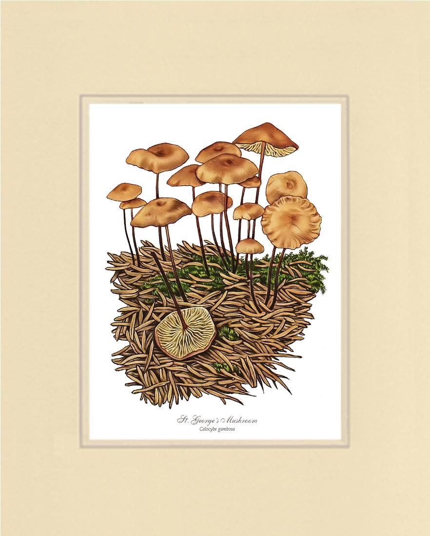 St Georges Mushroom | Vintage Mushroom Art Print