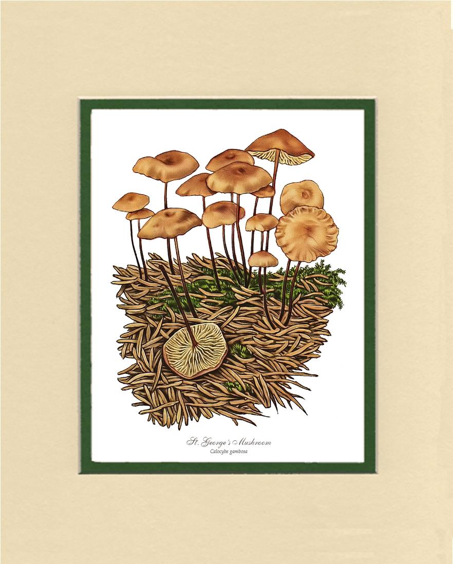 St Georges Mushroom | Vintage Mushroom Art Print