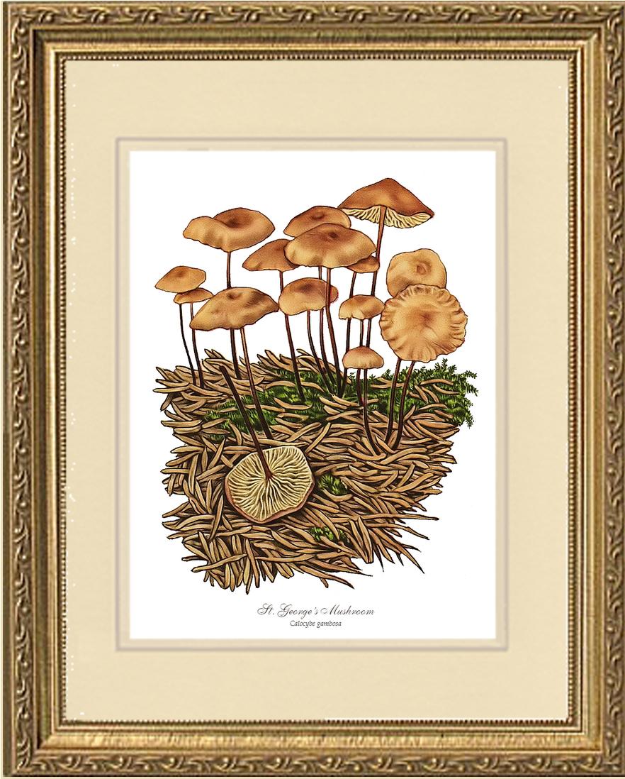 St Georges Mushroom | Vintage Mushroom Art Print