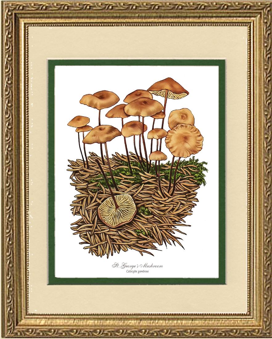 St Georges Mushroom | Vintage Mushroom Art Print