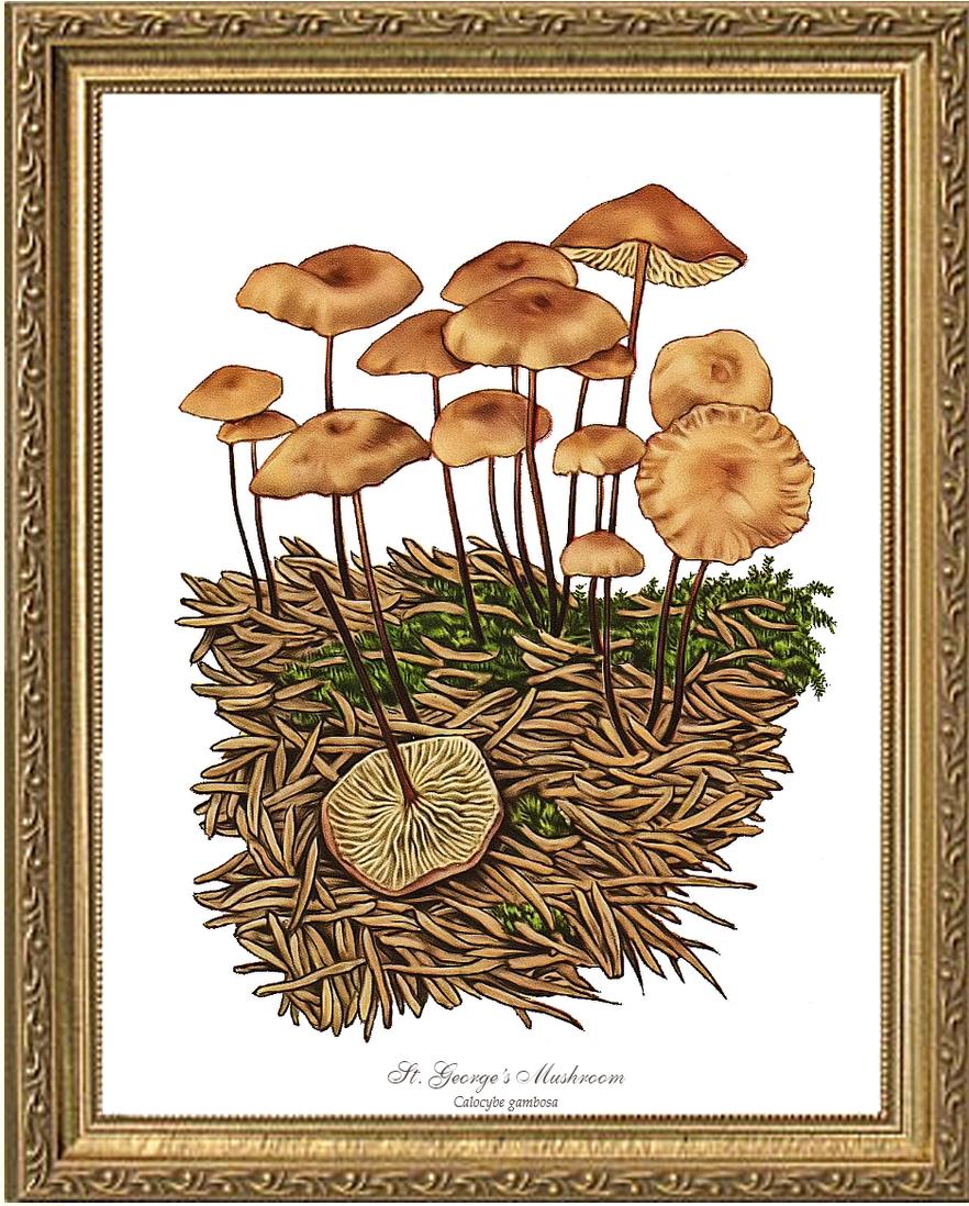 St Georges Mushroom | Vintage Mushroom Art Print