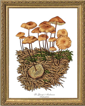 St Georges Mushroom