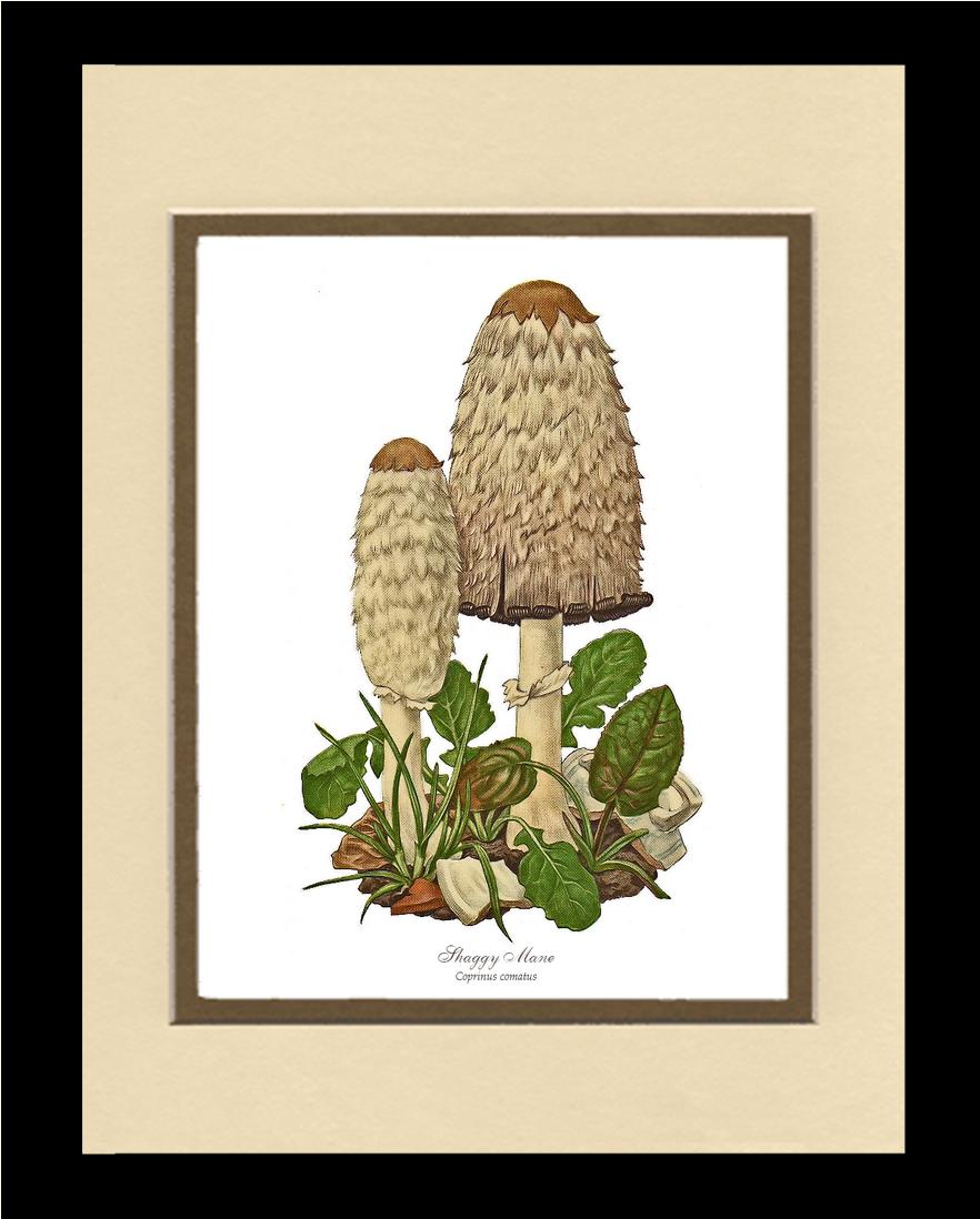Shaggy Mane Mushroom | Vintage Mushroom Art Print