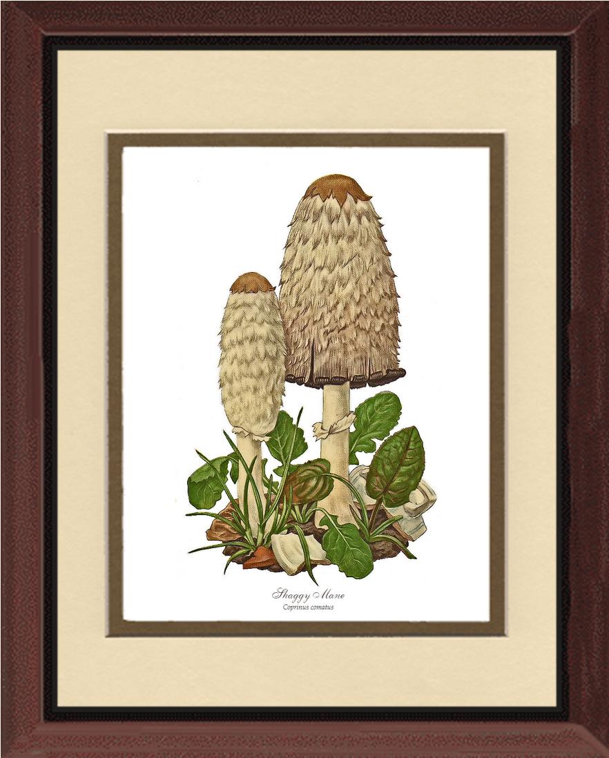 Shaggy Mane Mushroom | Vintage Mushroom Art Print