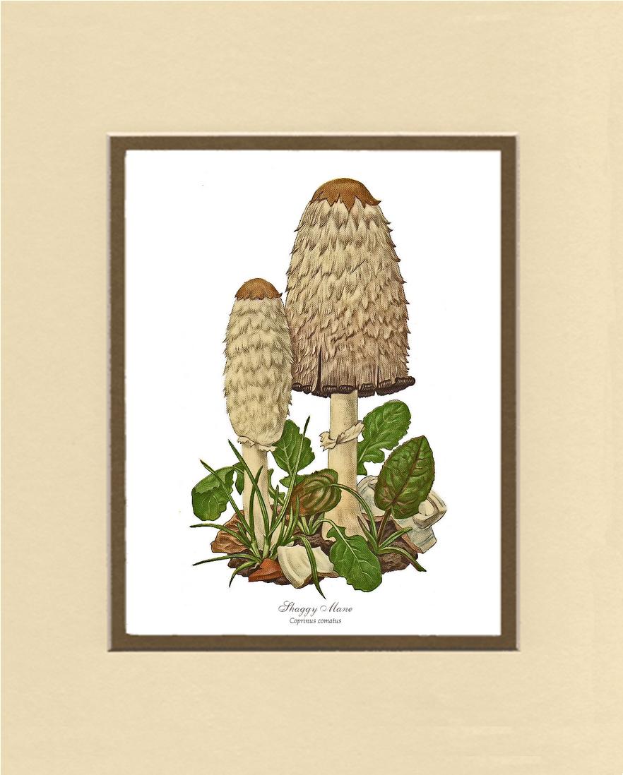 Shaggy Mane Mushroom | Vintage Mushroom Art Print