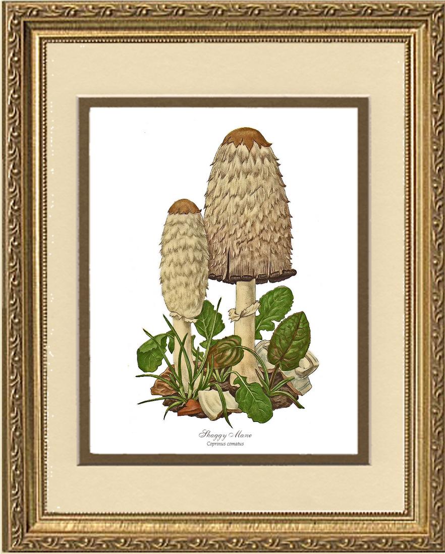 Shaggy Mane Mushroom | Vintage Mushroom Art Print