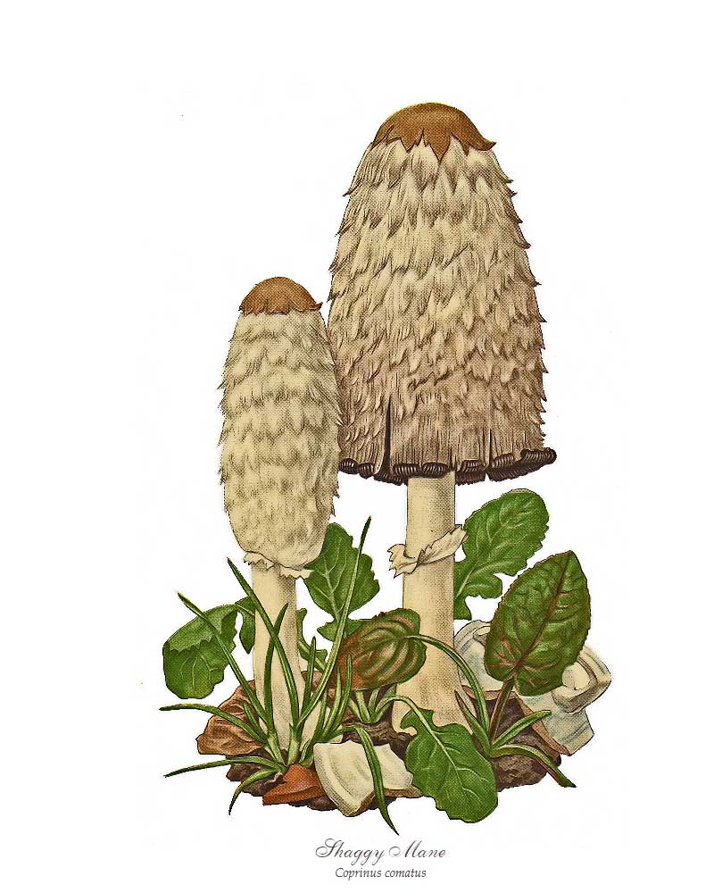 Shaggy Mane Mushroom | Vintage Mushroom Art Print