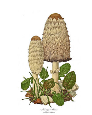 Mushroom Print: Shaggy Mane Mushroom