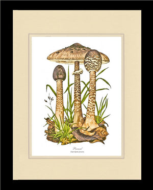 Parasol Mushroom