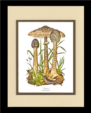 Parasol Mushroom