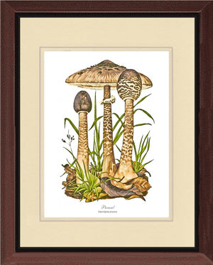 Parasol Mushroom