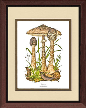 Parasol Mushroom