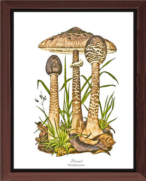 Parasol Mushroom