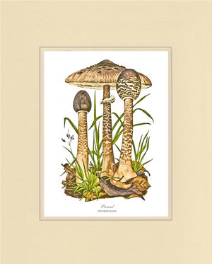 Parasol Mushroom