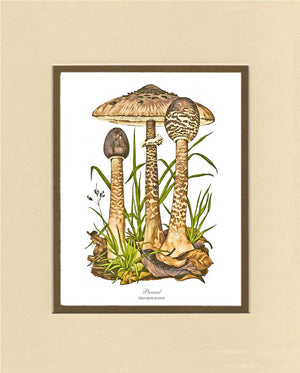 Parasol Mushroom