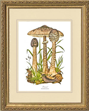 Parasol Mushroom