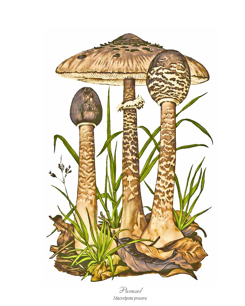 Parasol Mushroom | Vintage Mushroom Art Print