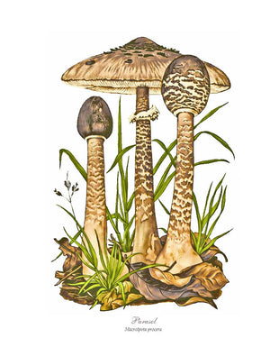 Mushroom Print: Parasol Mushroom