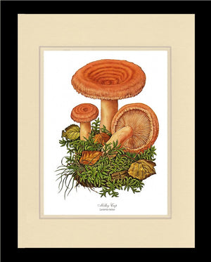 Milky Cap Mushroom
