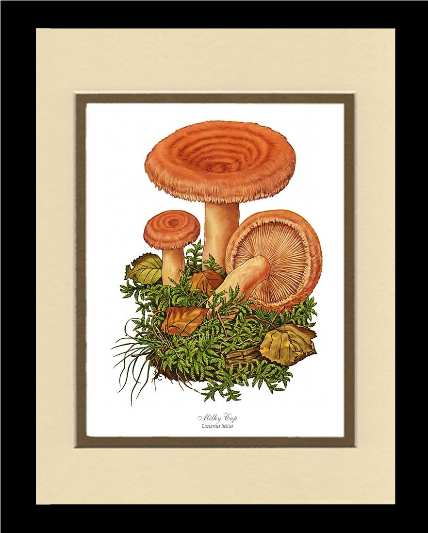 Milky Cap Mushroom | Vintage Mushroom Art Print