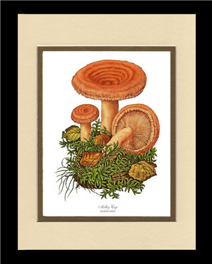 Milky Cap Mushroom
