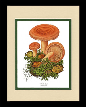Milky Cap Mushroom