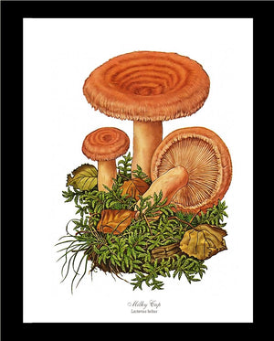 Milky Cap Mushroom