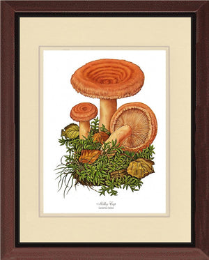 Milky Cap Mushroom