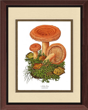 Milky Cap Mushroom