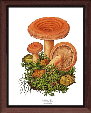 Milky Cap Mushroom