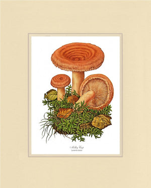 Milky Cap Mushroom