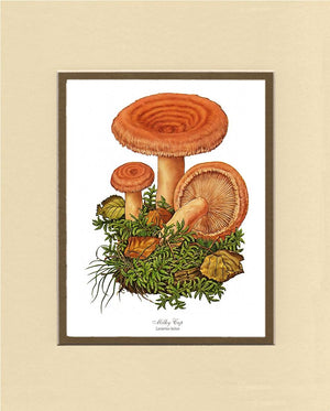 Milky Cap Mushroom