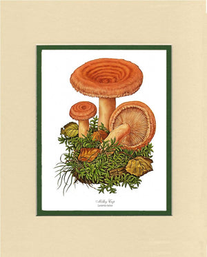 Milky Cap Mushroom