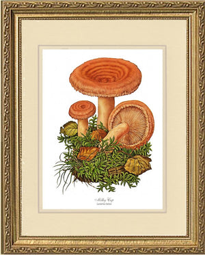 Milky Cap Mushroom