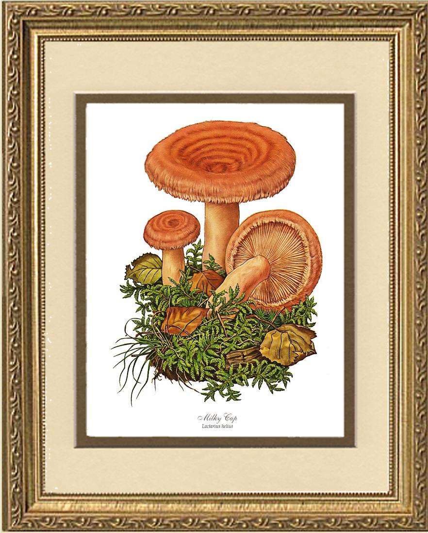 Milky Cap Mushroom | Vintage Mushroom Art Print