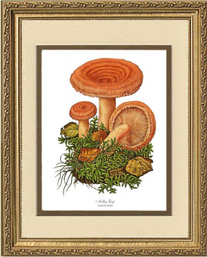 Milky Cap Mushroom