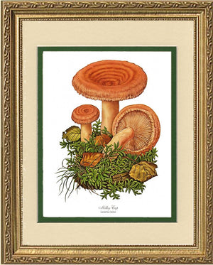 Milky Cap Mushroom