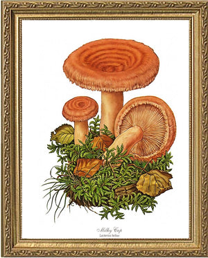 Milky Cap Mushroom