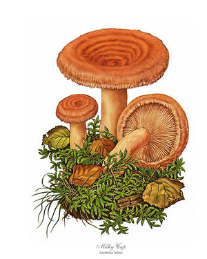 Mushroom Print: Milky Cap Mushroom