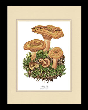 Milky Cap Mushroom