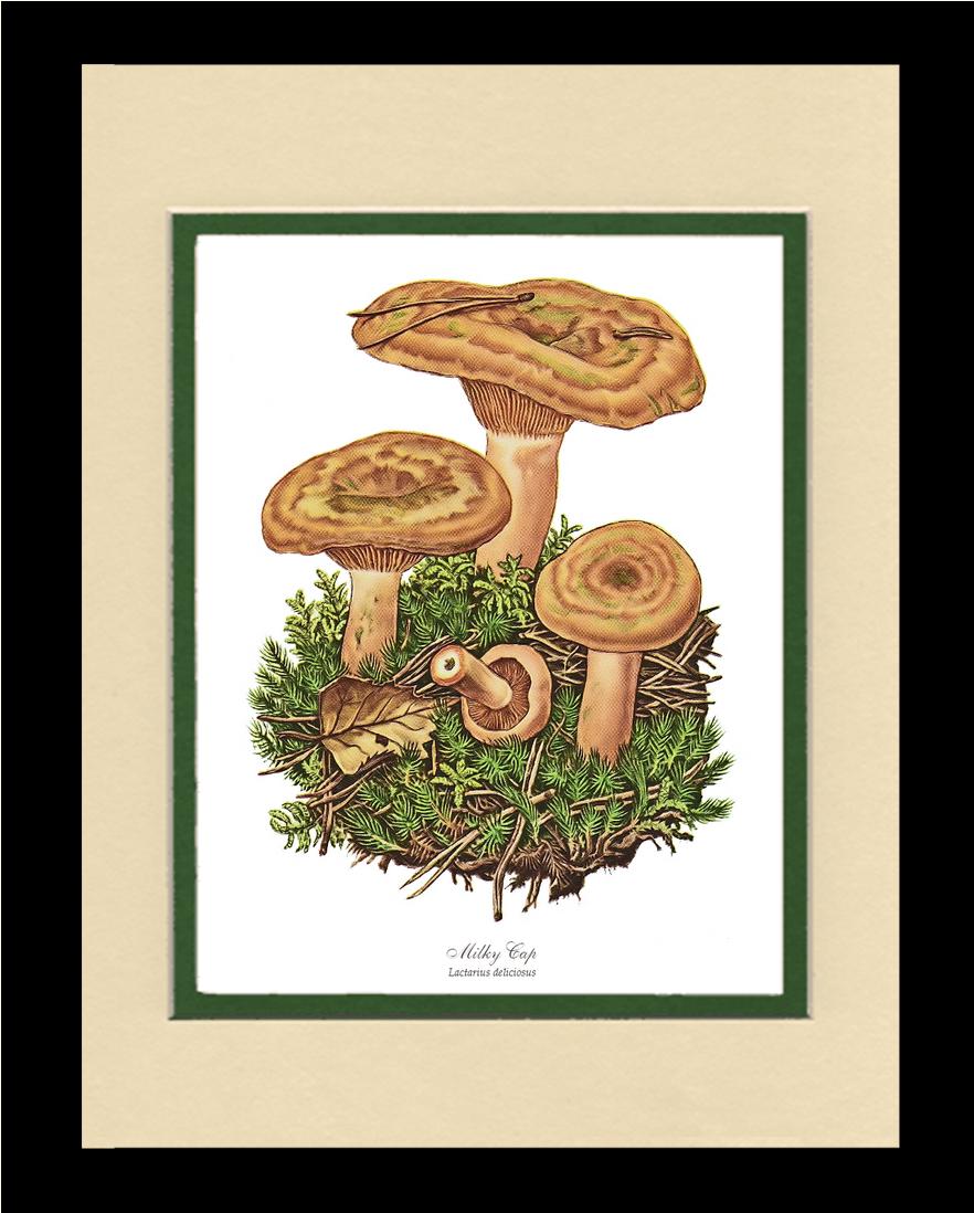 Milky Cap Mushroom | Vintage Mushroom Art Print