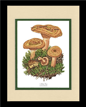 Milky Cap Mushroom