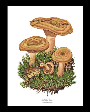 Milky Cap Mushroom