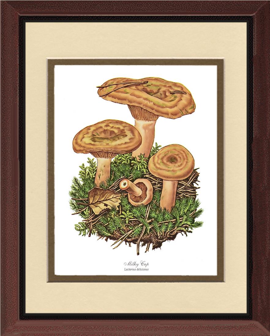 Milky Cap Mushroom | Vintage Mushroom Art Print