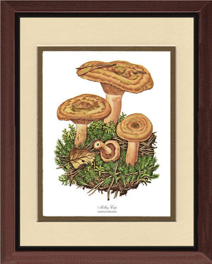 Milky Cap Mushroom