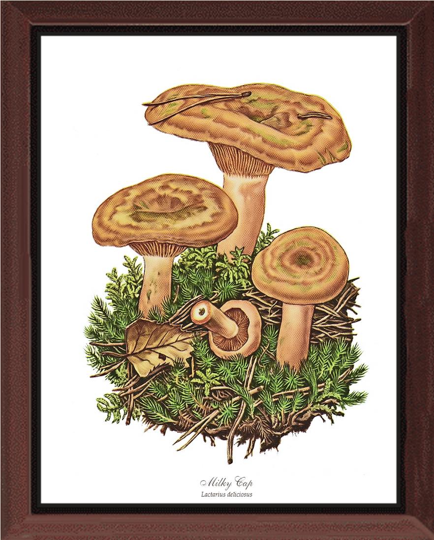Milky Cap Mushroom | Vintage Mushroom Art Print