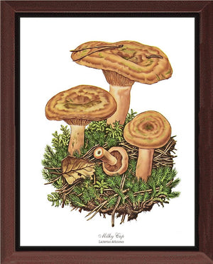 Milky Cap Mushroom