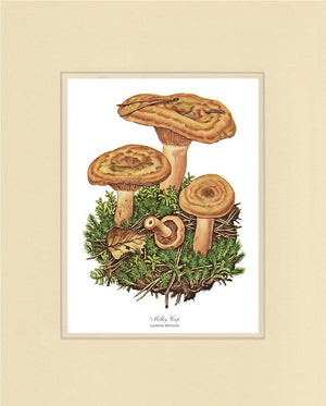 Milky Cap Mushroom